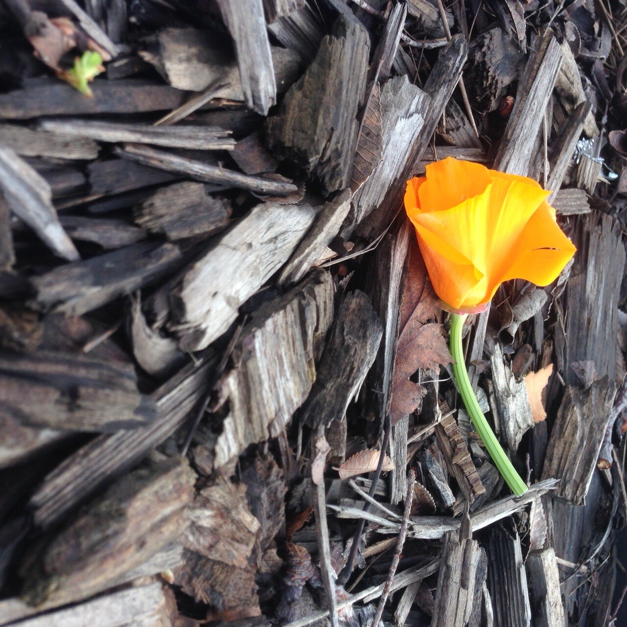 California poppy